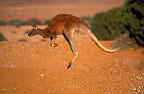 Red Kangaroo jumping / hopping{Macropus rufus} Queensland, Australia