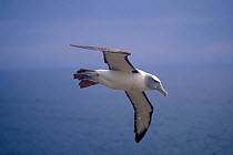 Shy Albatross flying (Thalassarche cauta) Albatross Island, Tasmania