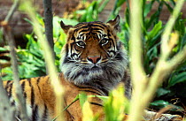 Sumatran Tiger {Panthera tigris} Captive, Melbourne Zoo, Australia, Endangered