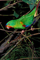 Swift Parrot {Lathamus discolor} Tasmania, Australia