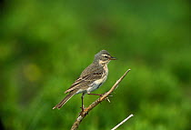 Water Pipit {Anthus spinoletta}  France