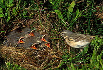 Water Pipit at nest with chicks {Anthus spinoletta} Pyrenees, France