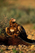 Wedge-tailed Eagle {Aquila audax} feeding on kangaroo carcass surrounded by flies, Central Australia