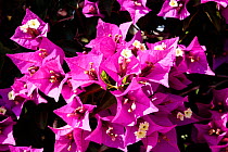 Bougainvillea Flowers {Bouganvillea spectabilis}, Spain