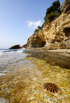 Compass Jellyfish {Chrysaora hyoscella} on Cala Fustera Beach, Benissa, Alicante, Spain.