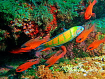 Ornate wrasse male {Thalassoma pavo} with shoal of Cardinalfish {Apogon imberbis} Mediterranean, near Atlantic.
