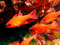 Cardinalfish {Apogon imberbis} Mediterranean, near Atlantic.