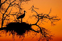 Silhouette of White stork {Ciconia ciconia} on nest in Holm Oak Tree {Quercus ilex} at sunrise, Spain.