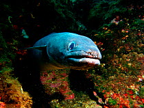 Conger eel {Conger conger} Mediterranean near Atlantic, off Spain