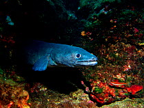 Conger eel {Conger conger} Mediterranean near Atlantic, off Spain