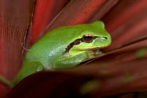 Mediterranean tree frog {Hyla meridionalis} Spain