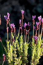 French Lavender {Lavandula stoechas} in flower  Spain