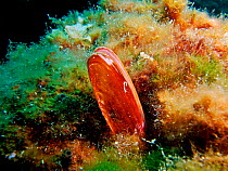 European Date mussel {Lithophaga lithophaga} Mediterranean, Spain