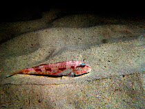 Red Mullet {Mullus surmuletus} lying on sea-floor, Mediterranean.