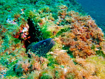 Moray eel {Muraena helena} poking head out of hole, Mediterranean.