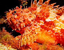 Scorpion Fish {Scorpaena scropha} profile, Mediterranean Spain