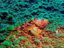 Scorpion Fish {Scorpaena scropha} profile, Mediterranean spain