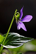 Hairy violet flower {Viola hirta} Spain