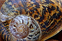 Common snail {Helix aspersa} close-up of spiral on shell., Spain