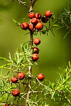 Prickly Juniper berries {Juniperus oxycedrus} Spain