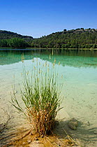 Clump of grass by Lagoon, Lagunas de Ruidera Nature reserve, Castilla la Mancha, Ciudad Real, Spain.