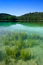 Nature reserve, Lagunas de Ruidera, Castilla la Mancha, Ciudad Real, Spain