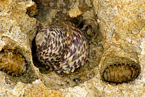 Turbinate monodont snail {Monodonta turbinata}  with two Chiton {Chiton olivaceus} Spain.