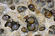 Turbinate monodont snails {Monodonta turbinata} with Chiton {Chiton olivaceus} Spain.