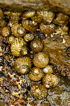 Turbinate monodont snails {Monodonta turbinata} Spain.
