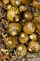 Turbinate monodont snails {Monodonta turbinata} Spain.
