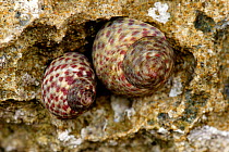 Pair of Turbinate monodont snails {Monodonta turbinata} Spain.
