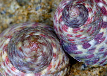 Close-up of Turbinate monodont snail shells {Monodonta turbinata} Spain.