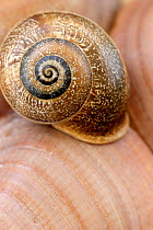Snail shell {Otala punctata} Spain