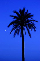 Night time shot of Date palm {Phoenix dactylifera} with moon in background, Spain.