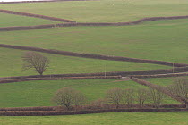 Hedgrows separating fields,Devon, UK