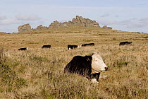 Bullocks lying in grass with Hound Tor granite outcrop background. Dartmoor National Park, Devon, England, UK.