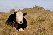 Cow {Bos taurus} lying in grass with Hound Tor granite outcrops (landmark and tourist attraction) in background. Dartmoor National Park, Devon, UK.