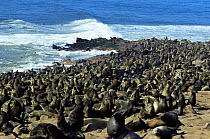 Fur Seal colony (Arctocephalus pusillus pusillus) Cape Cross Seal Reserve, Namibia