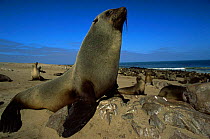 Fur Seal (Arctocephalus pusillus pusillus) Cape Cross Seal Reserve, Namibia