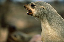 Fur Seal calling (Arctocephalus pusillus pusillus) Cape Cross Seal Reserve, Namibia