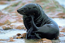 Fur Seal scratching (Arctocephalus pusillus pusillus) Cape Cross Seal Reserve, Namibia