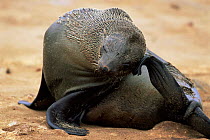 Fur Seal scratching (Arctocephalus pusillus pusillus) Cape Cross Seal Reserve, Namibia