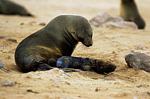 Fur Seal mother with newborn pup (Arctocephalus pusillus pusillus) Cape Cross Seal Reserve, Namibia