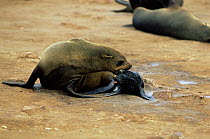 Fur Seal mother with newborn pup (Arctocephalus pusillus) Cape Cross Seal Reserve, Namibia