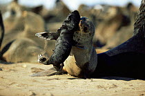Fur Seal mother lifting newborn pup (Arctocephalus pusillus pusillus) Cape Cross Seal Reserve, Namibia