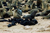 Fur Seal colony with creche of with newborn pups (Arctocephalus pusillus) Cape Cross Seal Reserve, Namibiapusillus