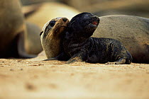 Fur Seal with newborn pup (Arctocephalus pusillus pusillus) Cape Cross Seal Reserve, Namibia