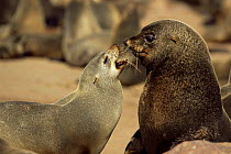 Fur Seal  (Arctocephalus pusillus pusillus) male (right) and female, Cape Cross Seal Reserve, Namibia