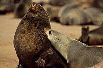 Fur Seal (Arctocephalus pusillus pusillus) male and female courting, Cape Cross Seal Reserve, Namibia