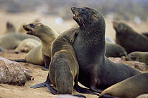 Fur Seal pair courting (Arctocephalus pusillus) Cape Cross Seal Reserve, Namibia